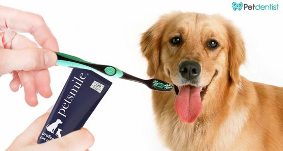 Petdentist Large Pet Dog Toothbrush with Gentle Soft Charcoal Bristles for Teeth Cleaning the Tartar and Plaque Off Easily and Best for Cat Dog Gingivitis in All Large Breeds and Big Dog Dental Care - Image 4