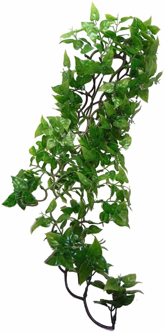 Komodo Split Philodendron Plant, 60 cm