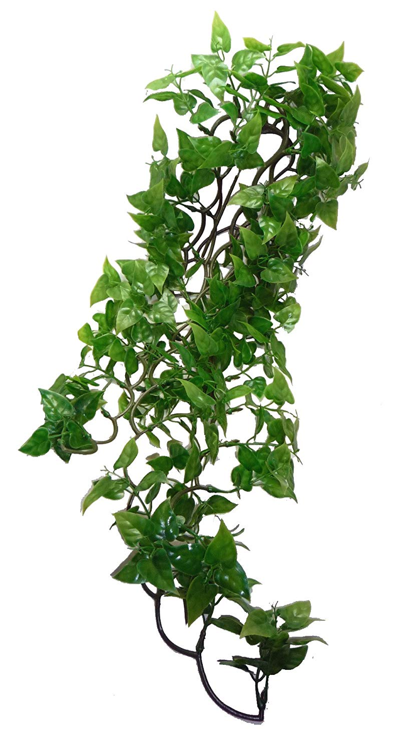 Komodo Philodendron Plant, 60 cm, Green, 60cm