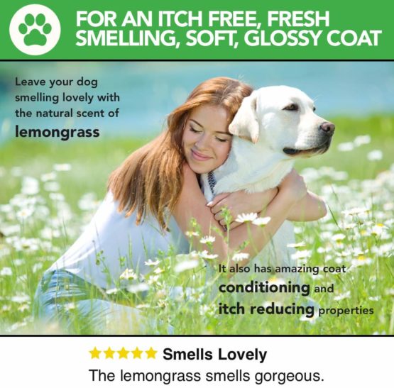 All Natural Flea Shampoo for Dogs & Cats - The Healthy Dog Co - Tick & Lice Shampoo - Pet Shampoo Flea - Lemongrass - 500ml - Image 4
