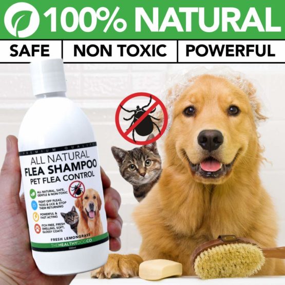 All Natural Flea Shampoo for Dogs & Cats - The Healthy Dog Co - Tick & Lice Shampoo - Pet Shampoo Flea - Lemongrass - 500ml - Image 2