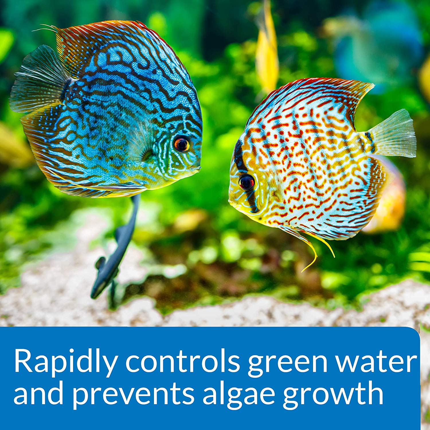 API Prevent Algae Aquarium Algae Control Solution, 237 ml Bottle, 237 ml (Pack of 1) - Image 3