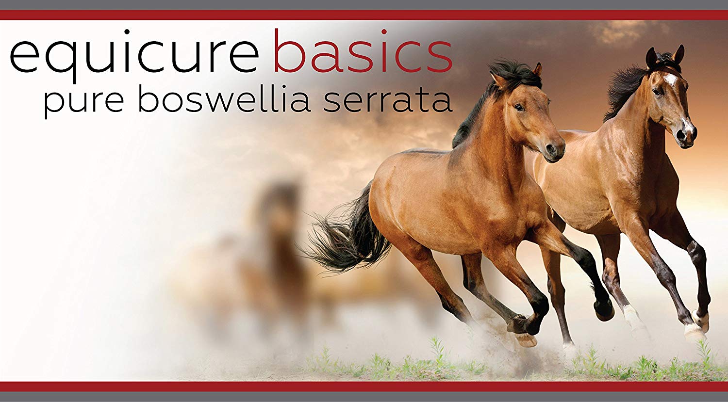 Equicure Boswellia Serrata Powder For Horse/Pony (1KG), 1 kg (Pack of 1) - Image 3