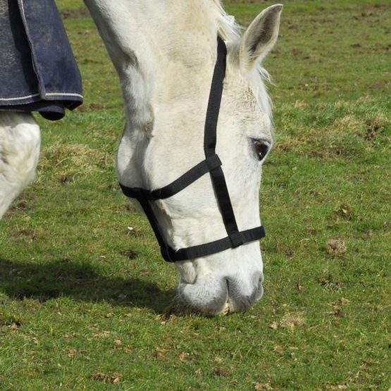 Rhinegold (Metal Free) Field Safe Headcollar - Image 2