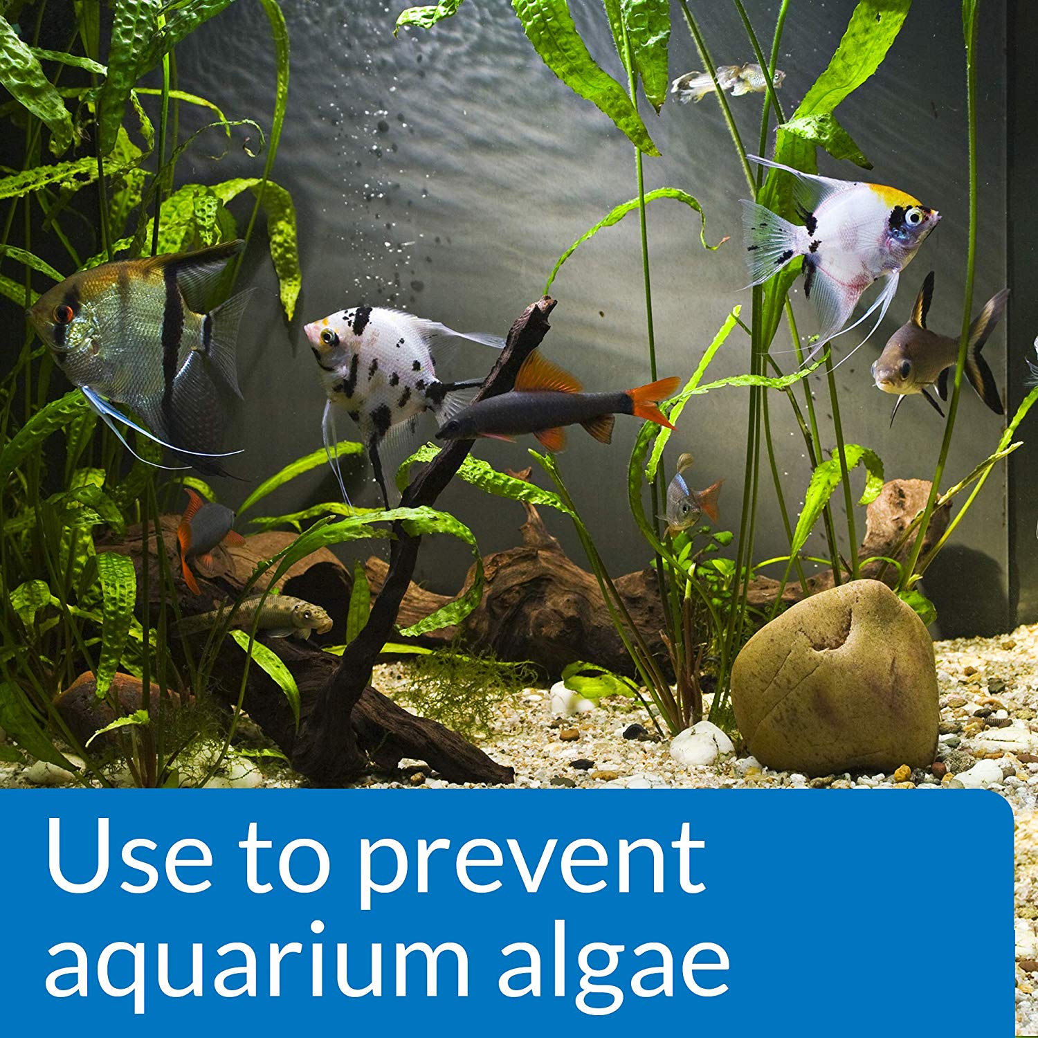 API Prevent Algae Aquarium Algae Control Solution, 237 ml Bottle, 237 ml (Pack of 1) - Image 2