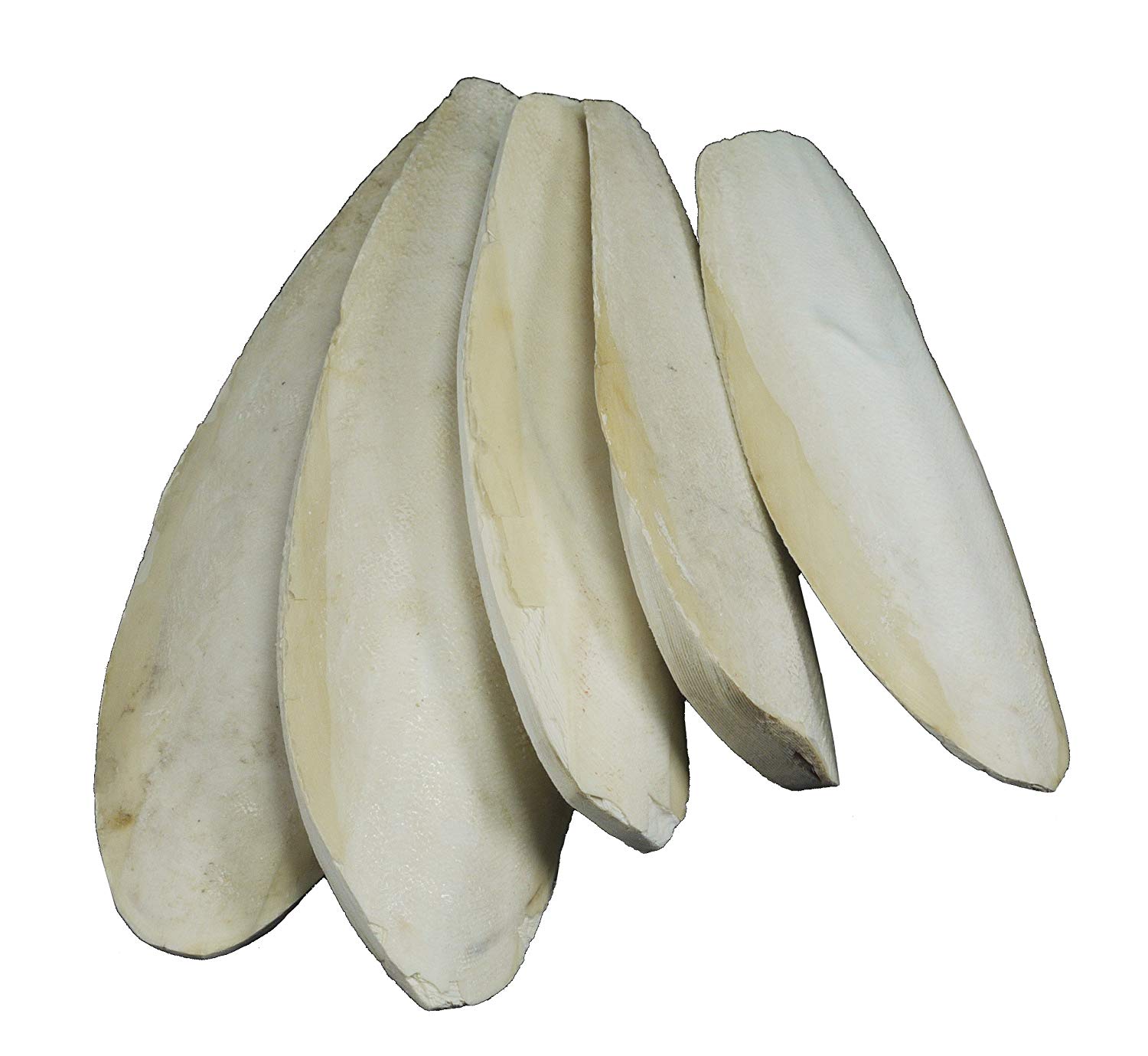 Britten & James Pack of 5 large natural Cuttlefish, 5.5 to 8 inches, 13-20cm suitable for parakeets budgies and canaries - Image 4