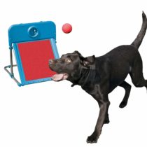 Rosewood Dog Agility Flyball