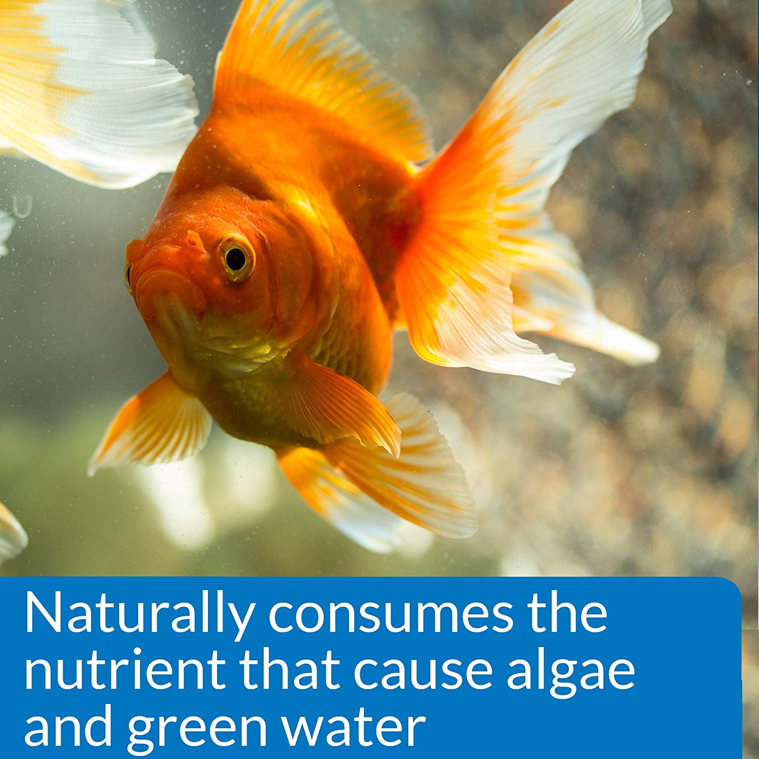 API Prevent Algae Aquarium Algae Control Solution, 237 ml Bottle, 237 ml (Pack of 1) - Image 4