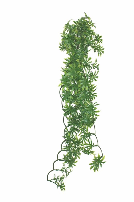 Komodo Papaya Leaf Vine, 60 cm
