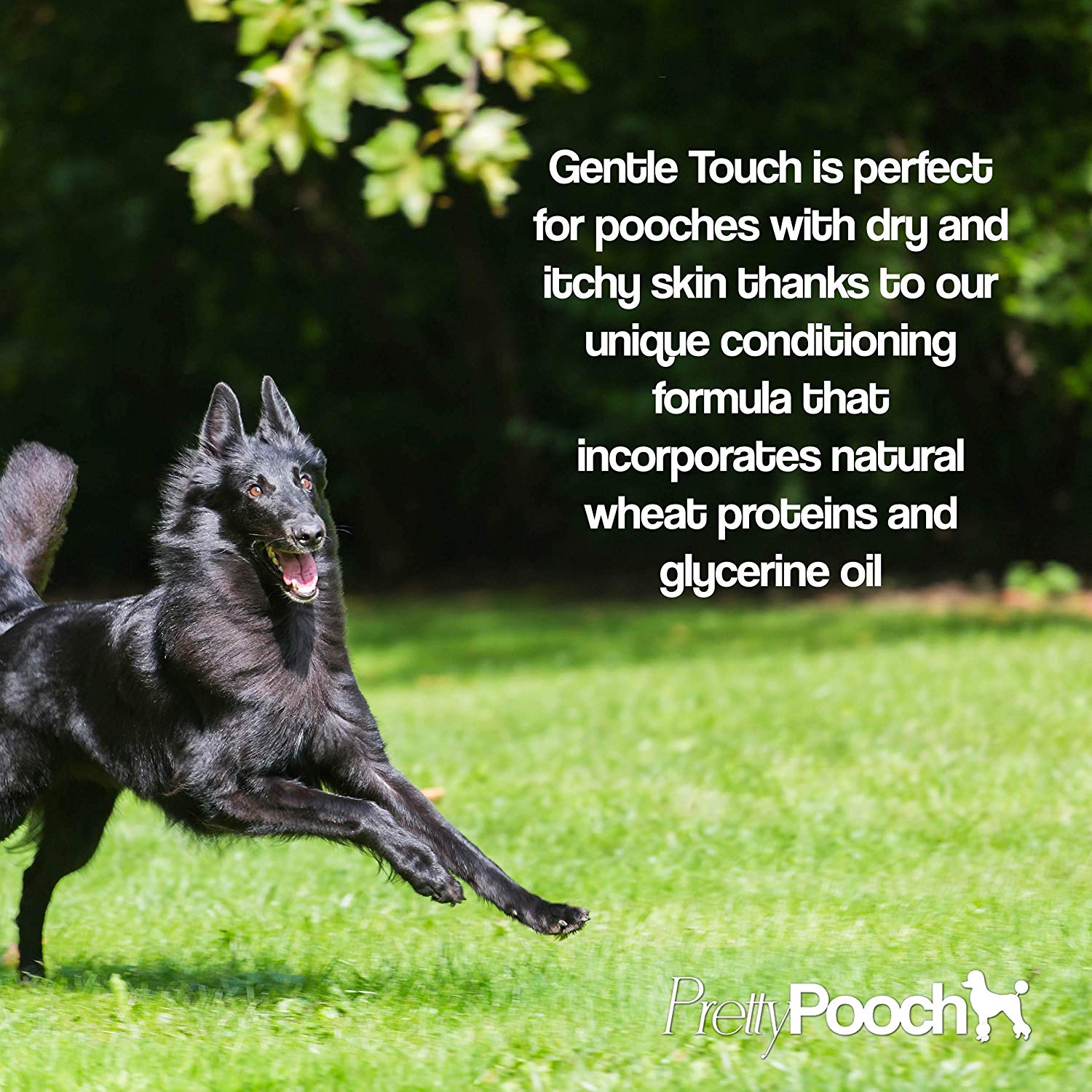 Pretty Pooch® Gentle Touch Dog Shampoo & Conditioner, 2 Litres (Baby Powder Fragrance), A Non-itchy - Image 2