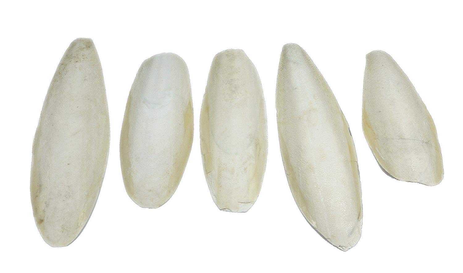 Britten & James Pack of 5 large natural Cuttlefish, 5.5 to 8 inches, 13-20cm suitable for parakeets budgies and canaries