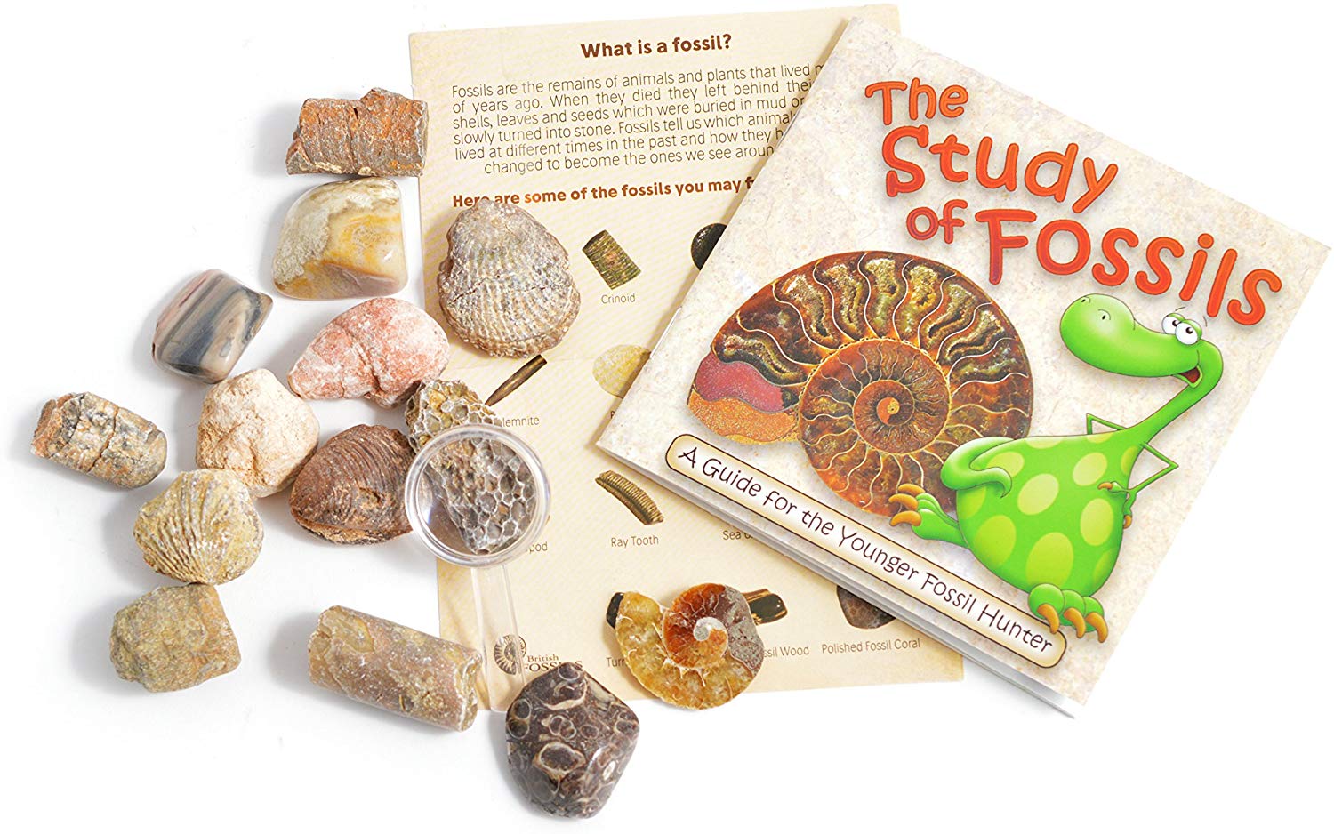 Fossil Collection Kit, Contains 15 Genuine Fossils! (Collection Kit with Study of Fossils Booklet), Brown - Image 2