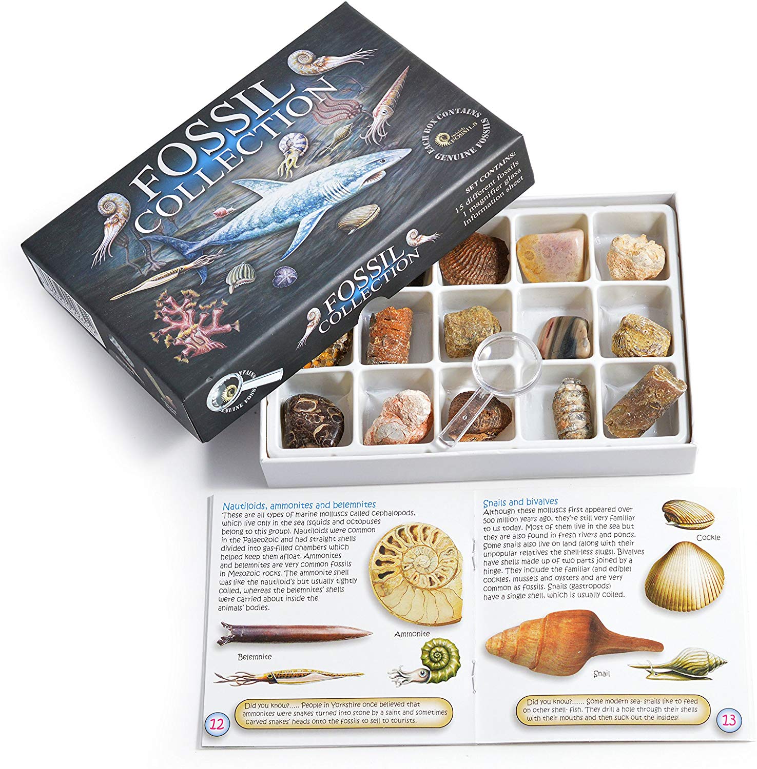 Fossil Collection Kit, Contains 15 Genuine Fossils! (Collection Kit with Study of Fossils Booklet), Brown