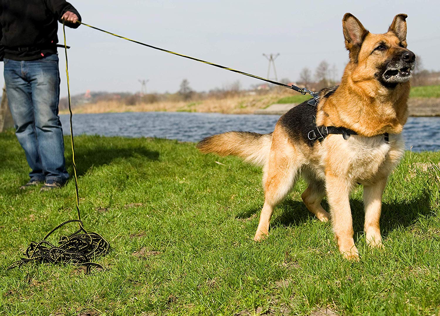 Dingo Dog Training Leash to Seek Scents, Guardwork, Tracking, Nosework and Retrieve, Handmade Lead with a Handle - Image 2