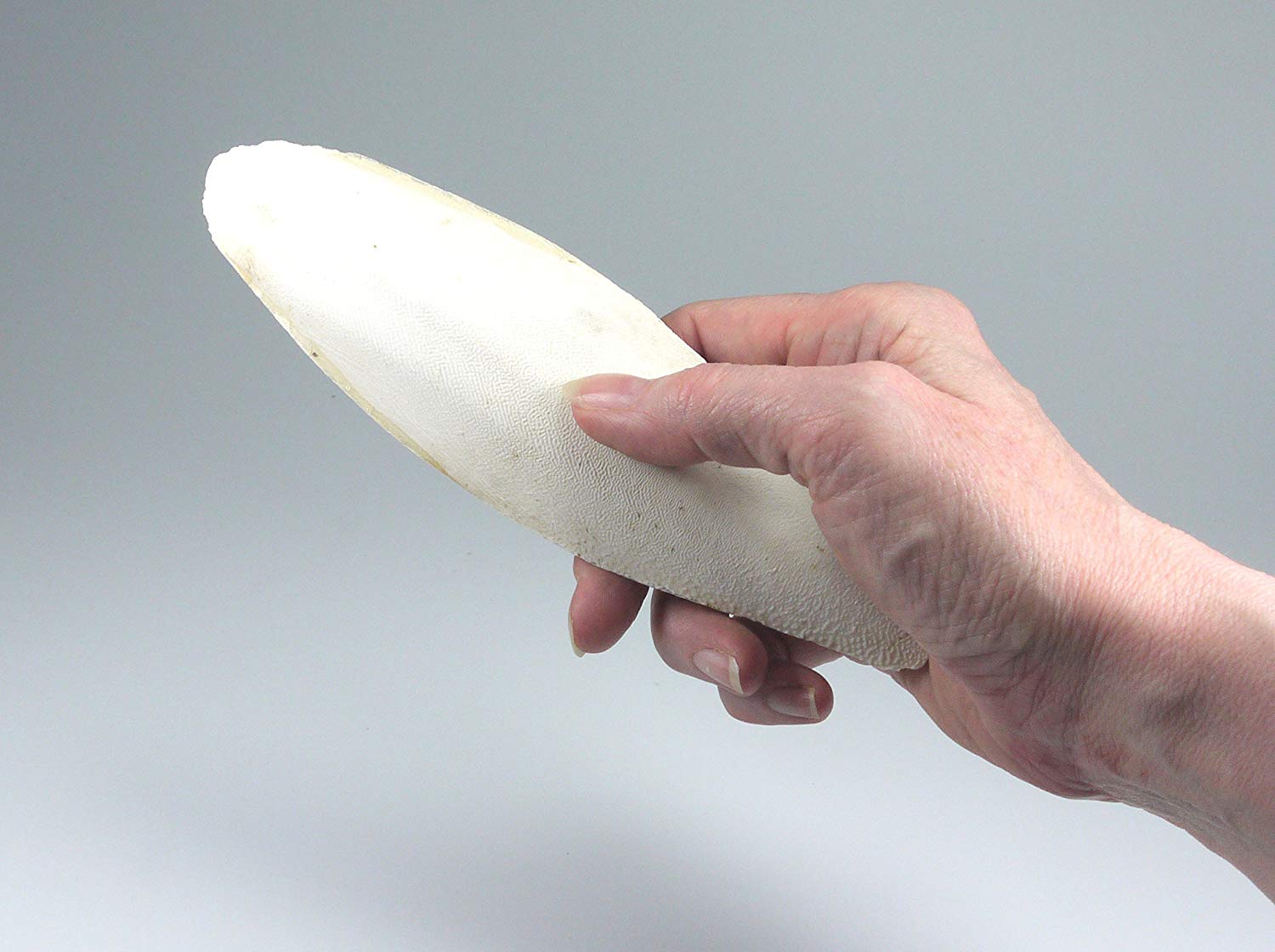 Britten & James Pack of 5 large natural Cuttlefish, 5.5 to 8 inches, 13-20cm suitable for parakeets budgies and canaries - Image 2