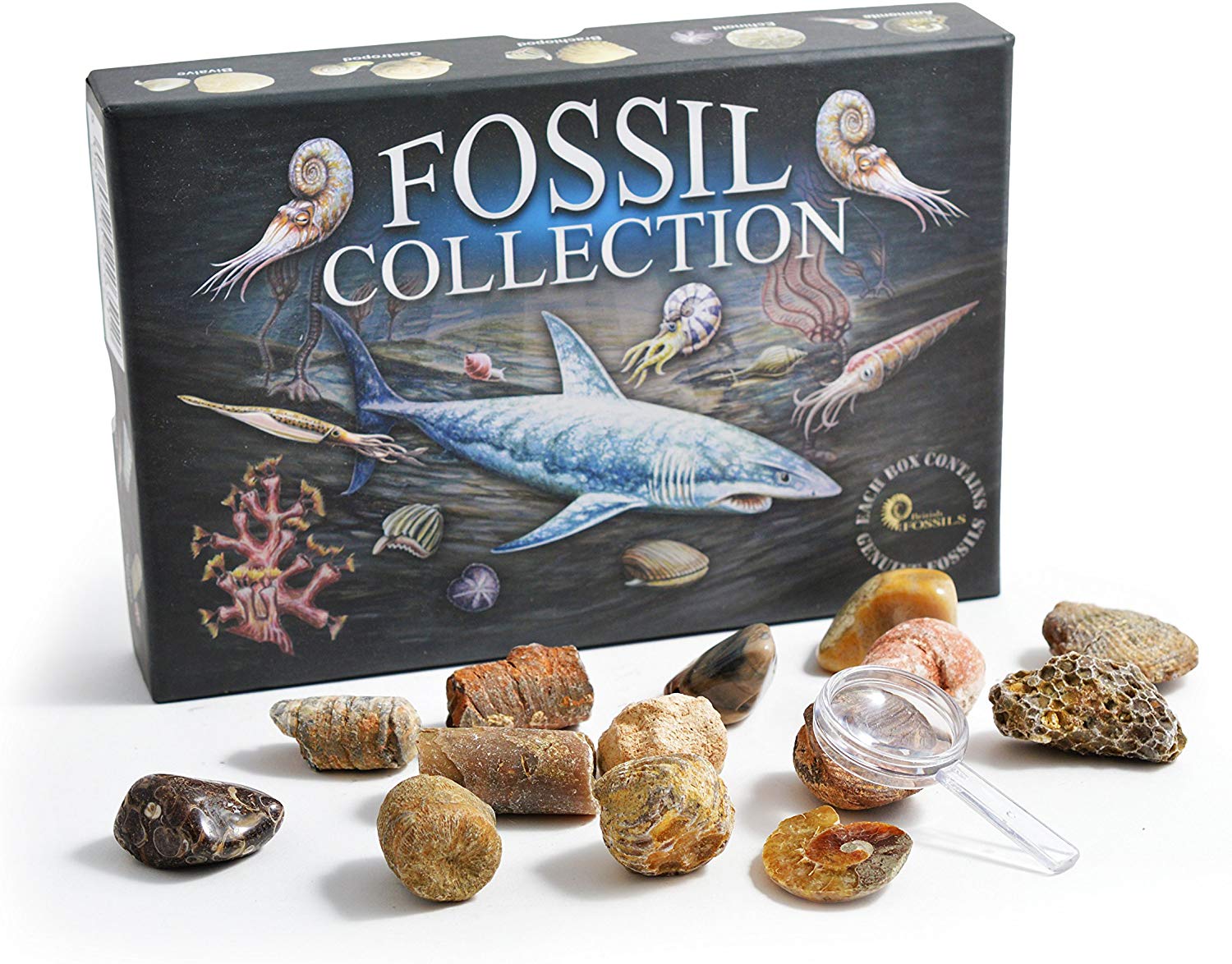 Fossil Collection Kit, Contains 15 Genuine Fossils! (Collection Kit with Study of Fossils Booklet), Brown - Image 4