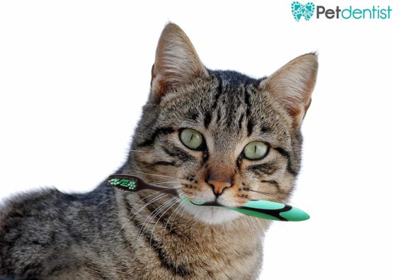Petdentist Large Pet Dog Toothbrush with Gentle Soft Charcoal Bristles for Teeth Cleaning the Tartar and Plaque Off Easily and Best for Cat Dog Gingivitis in All Large Breeds and Big Dog Dental Care - Image 3