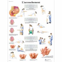 3B Scientific - anatomical board, 1