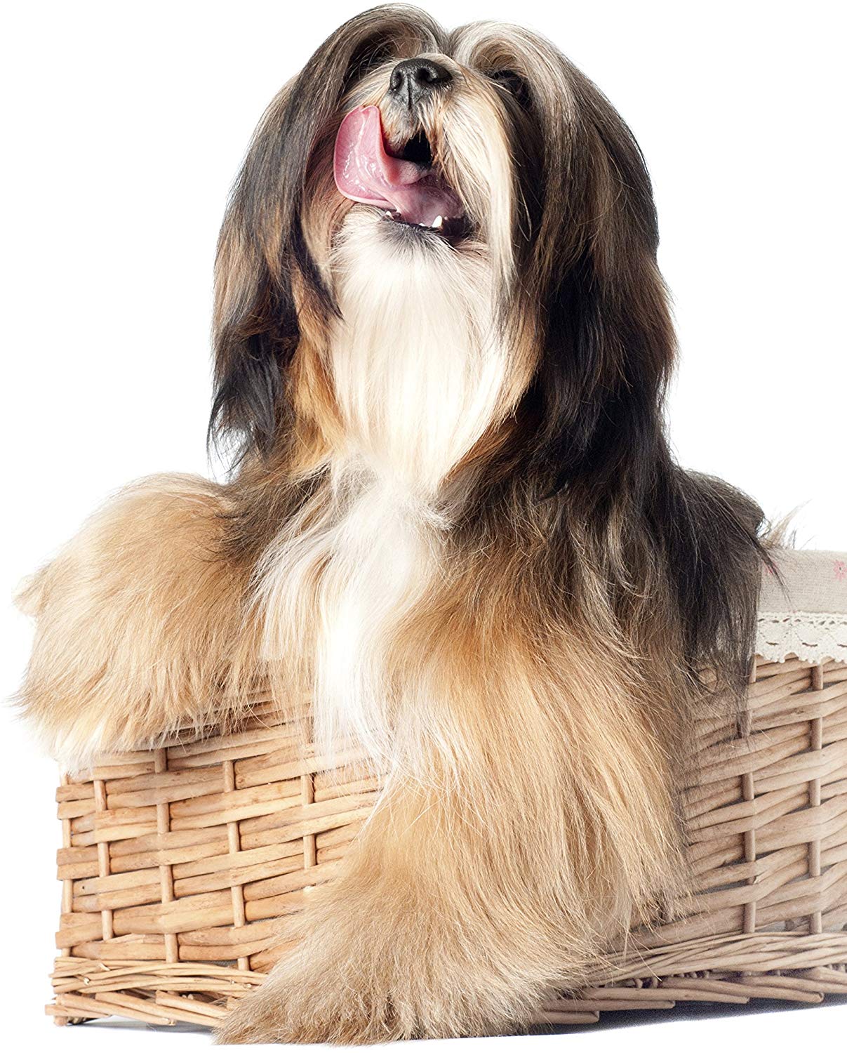 Wahl Dog Detangler Spray, 500 ml, Dematting & Detangling Spray, Leaves Hair Tangle Free, Grooming Pets at Home - Image 3