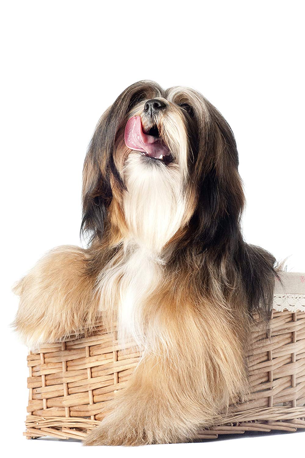 Wahl Easy Groom Detangler, Leave-In Conditioner for Dogs Cats & Horses, De-Mats Coats Without Pulling, Pleasant Scent - Image 2