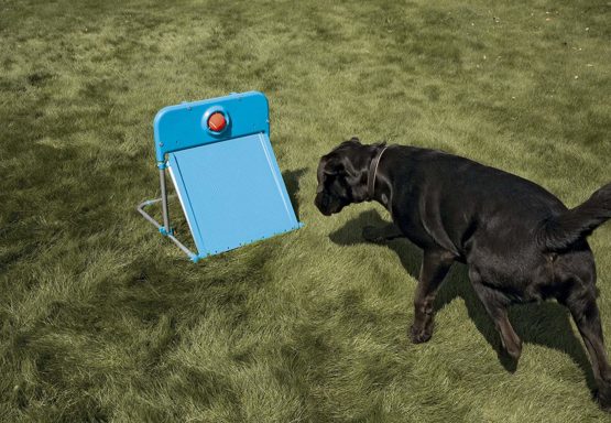 Rosewood Dog Agility Flyball - Image 4