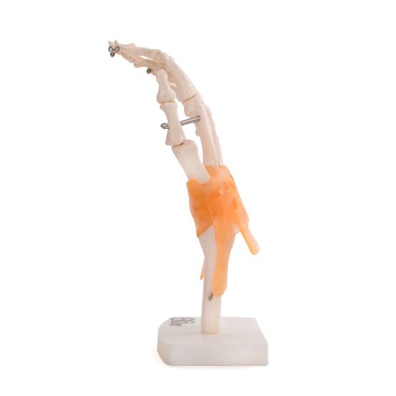 66fit Anatomical Human Hand Joint With Ligaments - Medical Educational Training Aid - Image 4