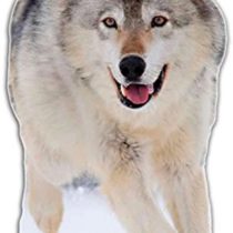 Star Cutouts Cut Out of Wolf