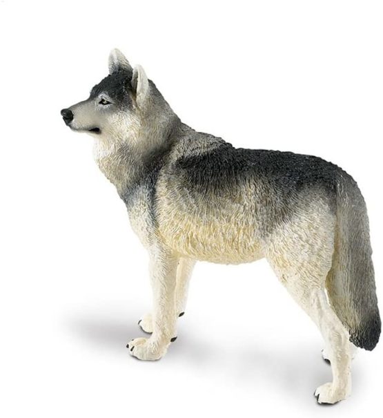 Gray Wolf - Image 3