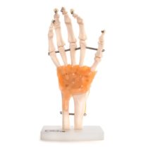 66fit Anatomical Human Hand Joint With Ligaments - Medical Educational Training Aid