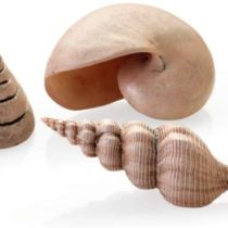 biOrb Shell Set 3 natural