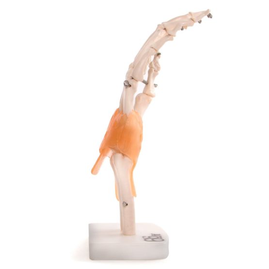 66fit Anatomical Human Hand Joint With Ligaments - Medical Educational Training Aid - Image 2