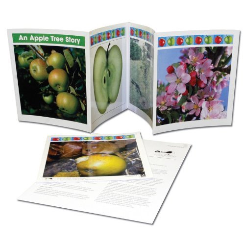 Wildgoose Education WG4355 Life Cycles A Apple Tree Story Picture ...