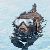 Namsan Dog Goggles Anti-UV Pet Sunglasses Waterproof Windproof Eye Protection for Large/Medium Dog