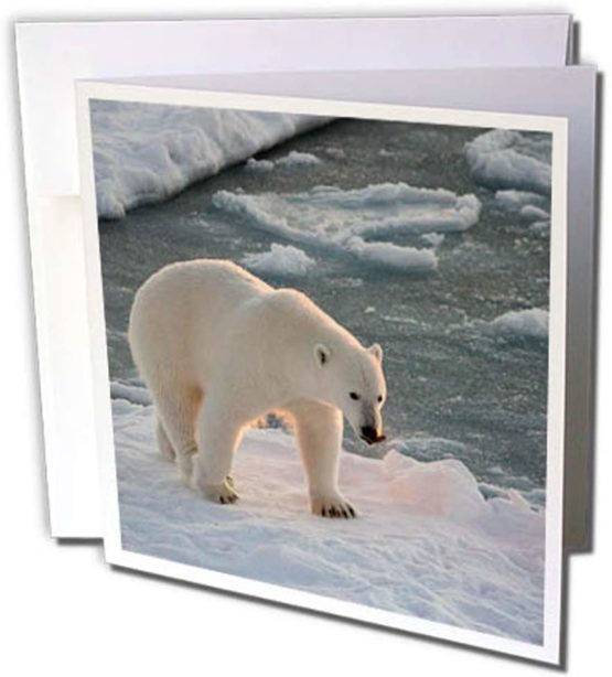 3dRose gc_257788_2 6 x 6-Inch"Norway, Svalbard, Spitsbergen Polar Bear Walks on The Sea Ice" Greeting Card (Set of 12)