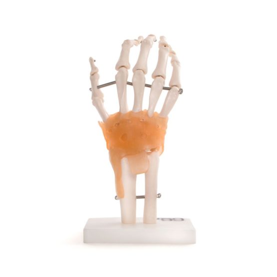 66fit Anatomical Human Hand Joint With Ligaments - Medical Educational Training Aid - Image 3