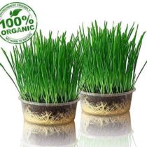 purr paw Organic Cat Grass Plants for Indoors (x4) Grow Kits - Just Add Water