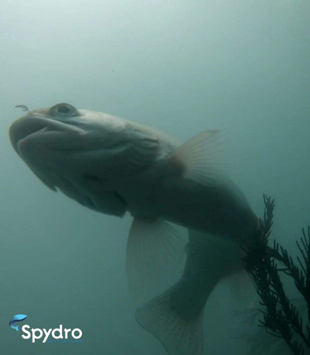 Spydro Underwater Fishing Camera (32GB) with Premium Box Accessory Kit