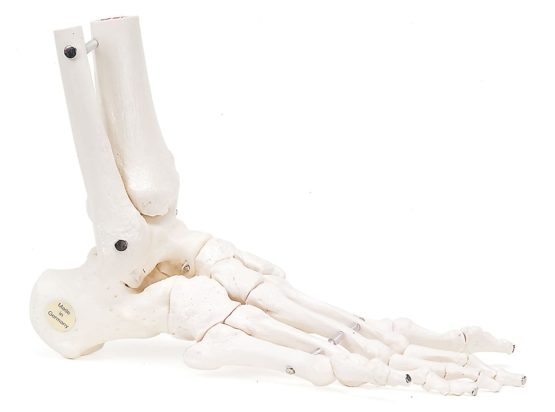 3B Scientific Loose Foot and Ankle Skeleton Model + free anatomy software - 3B Smart Anatomy