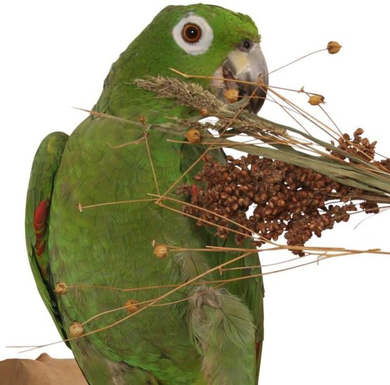 130g Natural grasses and cereal foraging treat pet birds Parrots