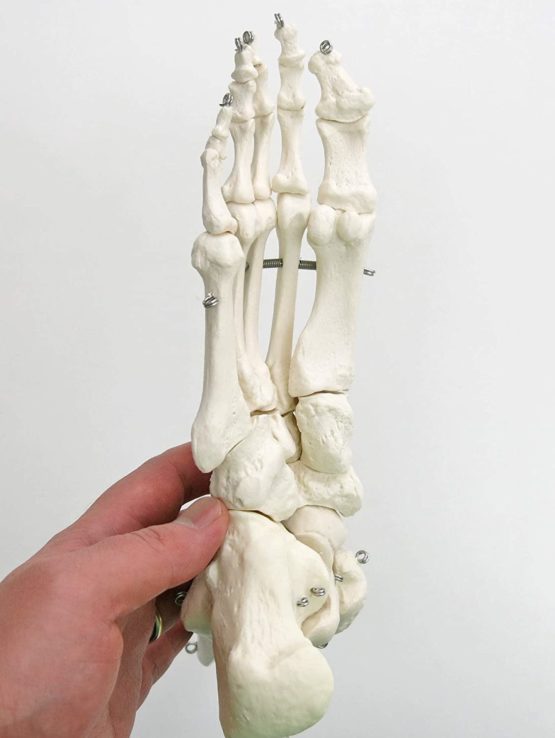 3B Scientific A31 Foot and Ankle Skeleton Model + free anatomy software - 3B Smart Anatomy - Image 3