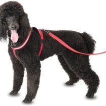 COA Comfy Harness, Toy