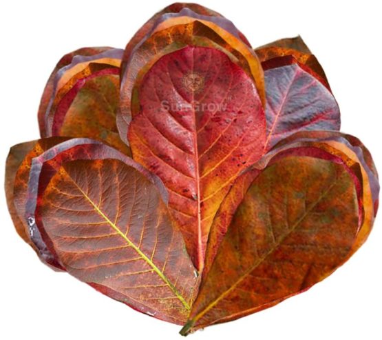 SunGrow Mini Catappa Indian Almond Leaves, Best Way to Create Tropical Rainforest Environment for Betta & Gouramis, Beneficial Leaf Conditions Water, Boosts Health, and breeding Chances - Image 2