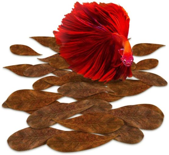 SunGrow Mini Catappa Indian Almond Leaves, Best Way to Create Tropical Rainforest Environment for Betta & Gouramis, Beneficial Leaf Conditions Water, Boosts Health, and breeding Chances