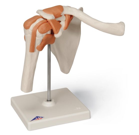 3B Scientific A80 Functional Shoulder Joint + free anatomy software - 3B Smart Anatomy
