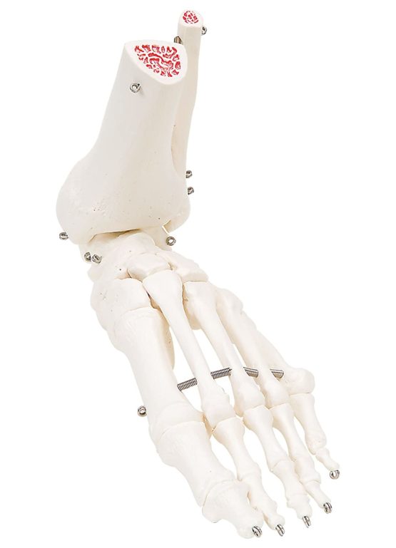 3B Scientific A31 Foot and Ankle Skeleton Model + free anatomy software - 3B Smart Anatomy
