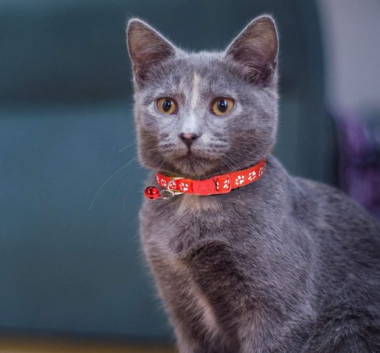 2x Cat Collars with Bell - Safe Quick Release Breakaway Buckle - Adjustable to fit all Domestic Cats | PACK OF 2 (RED & BLUE) - Image 3