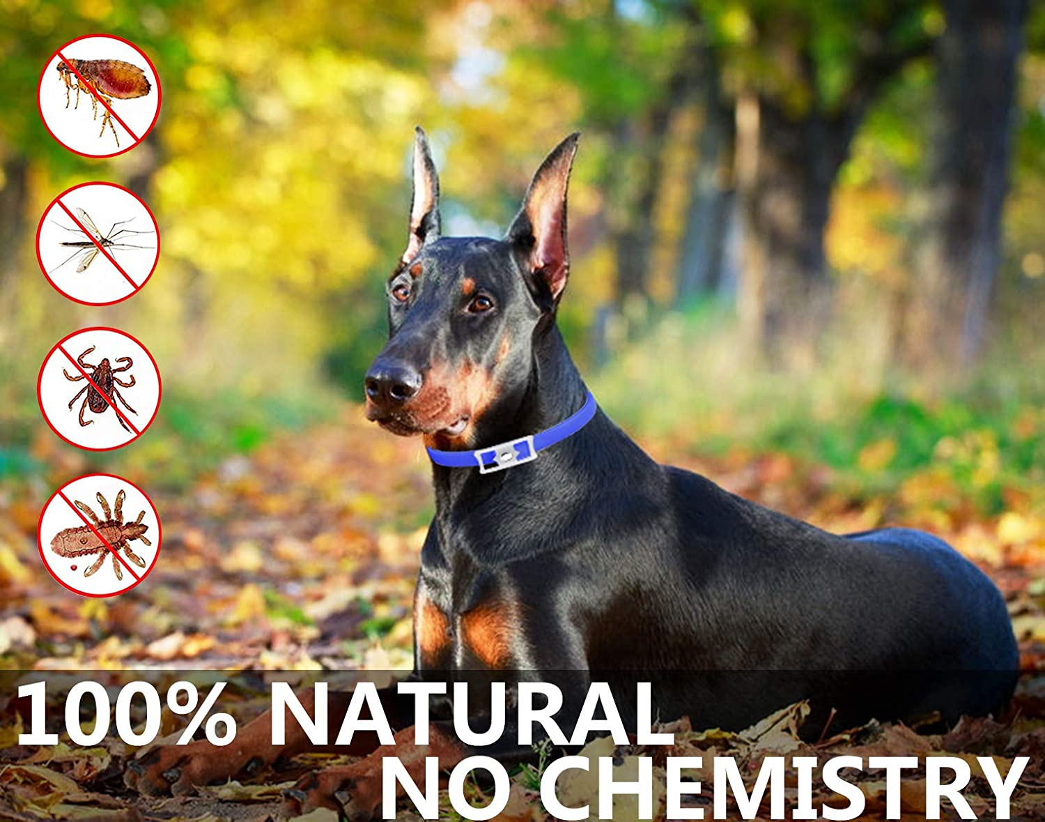 PROZADALAN Flea and Tick Collar for Dog Waterproof, 8 Month