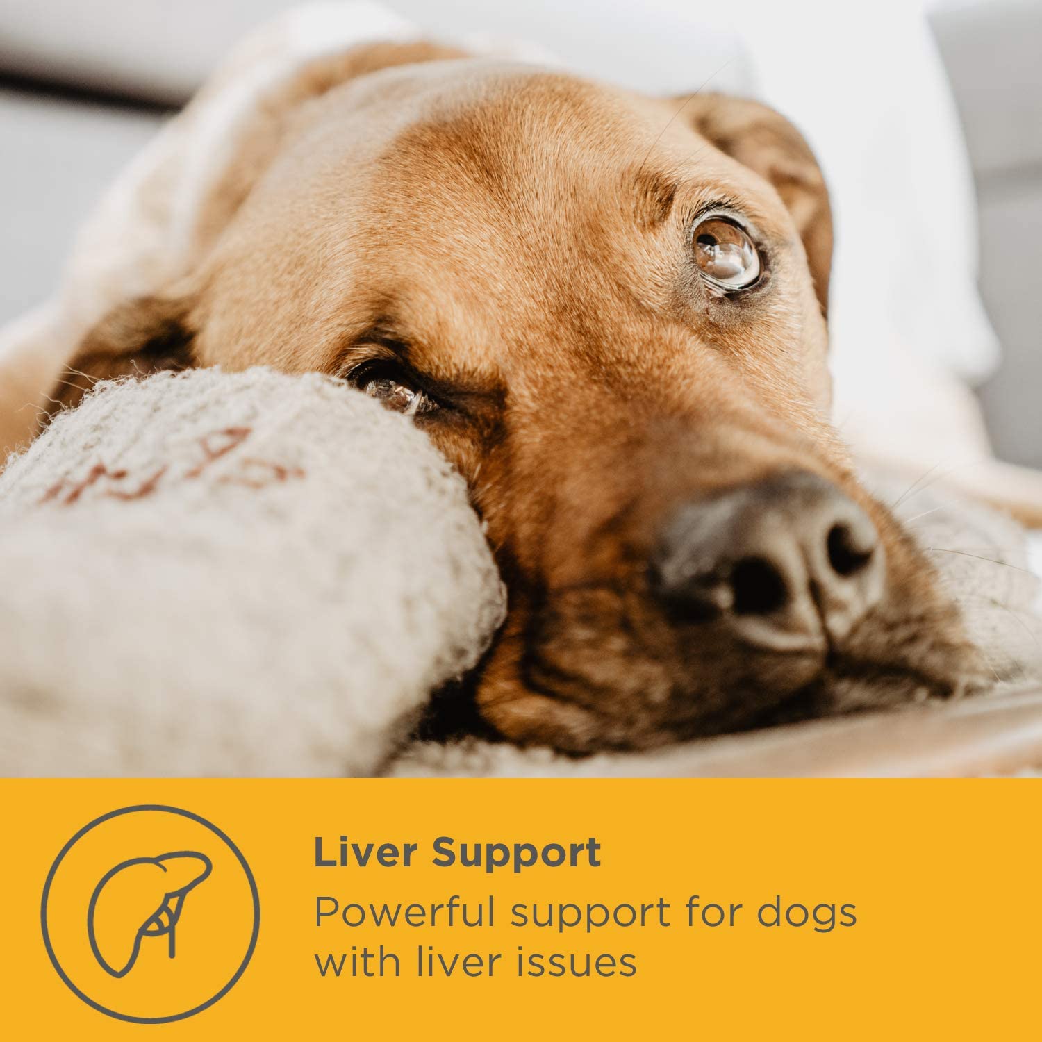 maxxipaws maxxiSAMe Advanced SAM-e Powder Supplement - Liver, Cognitive & Joint Support for Dogs 150g, 150 g (Pack of 1) - Image 2