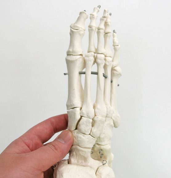 3B Scientific A31 Foot and Ankle Skeleton Model + free anatomy software - 3B Smart Anatomy - Image 2