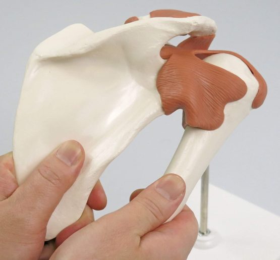 3B Scientific A80 Functional Shoulder Joint + free anatomy software - 3B Smart Anatomy - Image 2